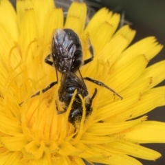 Lasioglossum (Chilalictus) lanarium (Halictid bee) at McKellar, ACT - 1 Dec 2023 by kasiaaus