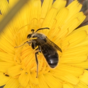 Lasioglossum (Chilalictus) lanarium at McKellar, ACT - 1 Dec 2023 12:21 PM