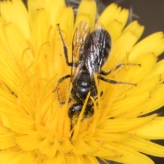 Lasioglossum (Chilalictus) lanarium at McKellar, ACT - 1 Dec 2023 12:21 PM