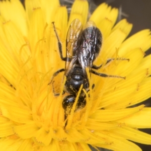 Lasioglossum (Chilalictus) lanarium at McKellar, ACT - 1 Dec 2023 12:21 PM