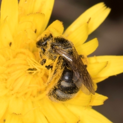 Lasioglossum (Chilalictus) sp. (genus & subgenus) (Halictid bee) at Croke Place Grassland (CPG) - 1 Dec 2023 by kasiaaus