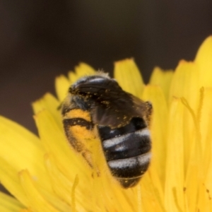 Lasioglossum (Chilalictus) sp. (genus & subgenus) at McKellar, ACT - 1 Dec 2023 12:22 PM