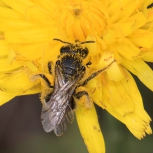 Lasioglossum (Chilalictus) sp. (genus & subgenus) at McKellar, ACT - 1 Dec 2023