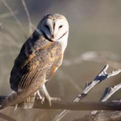 Tyto alba (Barn Owl) at Illilanga & Baroona - 28 Oct 2023 by Illilanga