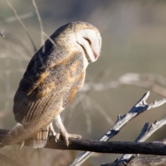 Tyto alba at Illilanga & Baroona - 29 Oct 2023 06:07 AM