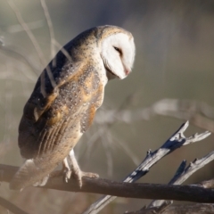 Tyto alba at Illilanga & Baroona - 29 Oct 2023 06:07 AM