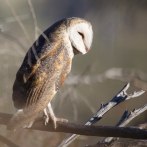 Tyto alba at Illilanga & Baroona - 29 Oct 2023