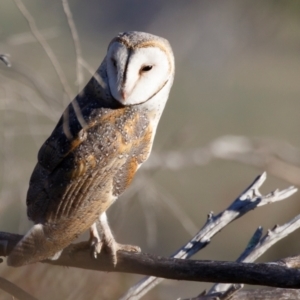 Tyto alba at Illilanga & Baroona - 29 Oct 2023 06:07 AM