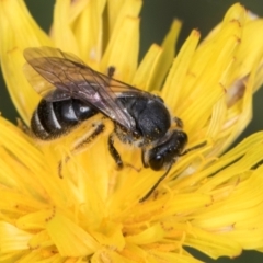 Lasioglossum (Chilalictus) sp. (genus & subgenus) (Halictid bee) at Croke Place Grassland (CPG) - 1 Dec 2023 by kasiaaus
