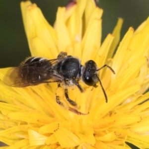 Lasioglossum (Chilalictus) sp. (genus & subgenus) at McKellar, ACT - 1 Dec 2023 12:22 PM