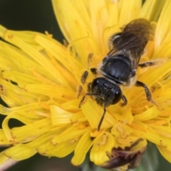 Lasioglossum (Chilalictus) sp. (genus & subgenus) at McKellar, ACT - 1 Dec 2023