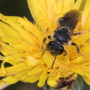 Lasioglossum (Chilalictus) sp. (genus & subgenus) at McKellar, ACT - 1 Dec 2023 12:22 PM