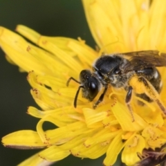 Lasioglossum (Chilalictus) sp. (genus & subgenus) at McKellar, ACT - 1 Dec 2023 12:22 PM