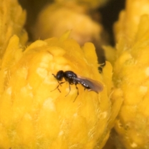 Chalcidoidea (superfamily) at Croke Place Grassland (CPG) - 1 Dec 2023