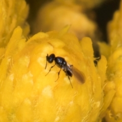 Chalcidoidea (superfamily) at Croke Place Grassland (CPG) - 1 Dec 2023