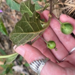 Solanum prinophyllum at Bannaby, NSW - 1 Dec 2023