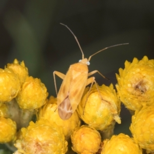 Miridae (family) at McKellar, ACT - 1 Dec 2023