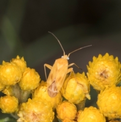 Miridae (family) at McKellar, ACT - 1 Dec 2023