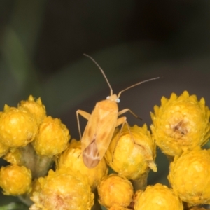 Miridae (family) at McKellar, ACT - 1 Dec 2023 12:29 PM