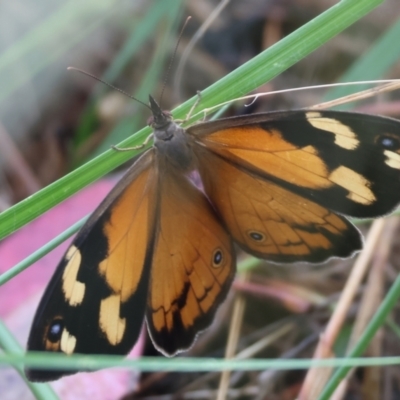 Heteronympha merope (Common Brown Butterfly) at Wodonga, VIC - 30 Nov 2023 by KylieWaldon