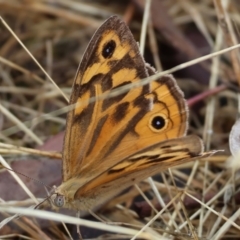 Heteronympha merope at WREN Reserves - 1 Dec 2023 07:44 AM