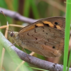 Heteronympha merope at WREN Reserves - 1 Dec 2023 07:44 AM