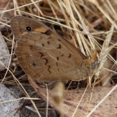 Heteronympha merope at WREN Reserves - 1 Dec 2023 07:44 AM