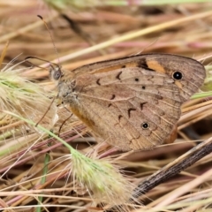 Heteronympha merope at WREN Reserves - 1 Dec 2023 07:44 AM