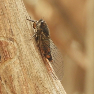 Yoyetta robertsonae (Clicking Ambertail) at Murrumbateman, NSW - 1 Dec 2023 by SimoneC