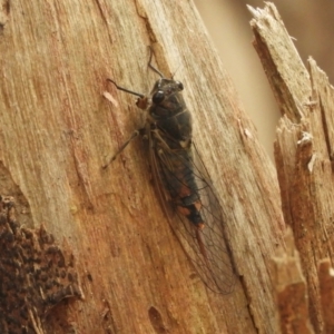 Yoyetta robertsonae at Murrumbateman, NSW - 1 Dec 2023 10:33 AM