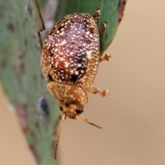 Paropsis variolosa at Wodonga - 1 Dec 2023 by KylieWaldon