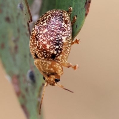 Unidentified Leaf beetle (Chrysomelidae) at Wodonga - 30 Nov 2023 by KylieWaldon