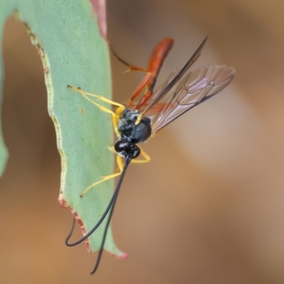 Unidentified Parasitic wasp (numerous families) at Wodonga - 30 Nov 2023 by KylieWaldon