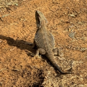 Pogona barbata at Hackett, ACT - suppressed