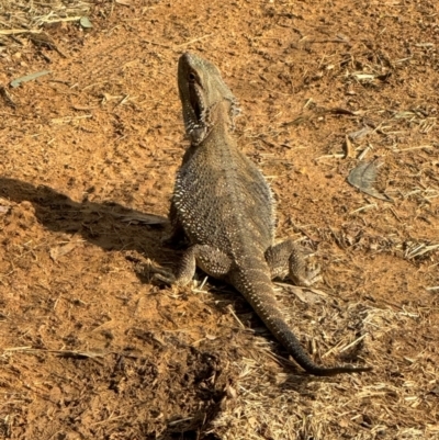 Pogona barbata (Eastern Bearded Dragon) at Mount Majura - 1 Dec 2023 by Louisab