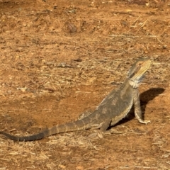 Pogona barbata at Hackett, ACT - suppressed