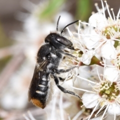 Megachile ferox (Resin bee) at Jerrabomberra, NSW - 1 Dec 2023 by DianneClarke