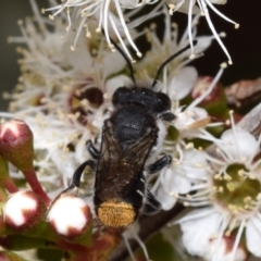 Megachile ferox at QPRC LGA - 1 Dec 2023