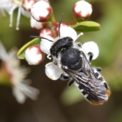 Megachile ferox at QPRC LGA - 1 Dec 2023