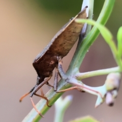Unidentified Other true bug at Wodonga - 30 Nov 2023 by KylieWaldon