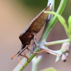 Amorbus sp. (genus) at Wodonga, VIC - 30 Nov 2023 by KylieWaldon