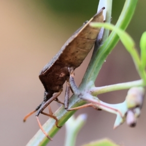 Amorbus (genus) at Wodonga - 1 Dec 2023 07:43 AM