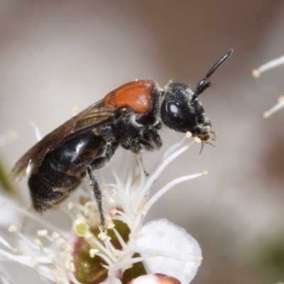 Lasioglossum (Callalictus) callomelittinum (Halictid bee) at Jerrabomberra, NSW - 1 Dec 2023 by DianneClarke