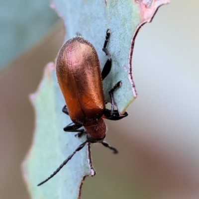 Ecnolagria grandis (Honeybrown beetle) at Wodonga, VIC - 30 Nov 2023 by KylieWaldon