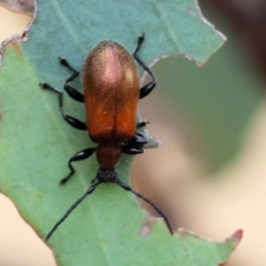 Ecnolagria grandis at Wodonga - 1 Dec 2023