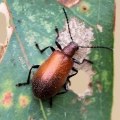 Ecnolagria grandis at Wodonga - 1 Dec 2023