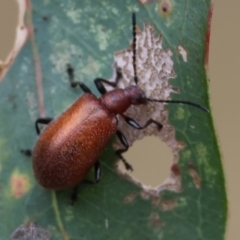 Ecnolagria grandis at Wodonga - 1 Dec 2023