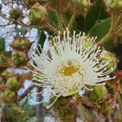 Angophora hispida at Castlecrag, NSW - 1 Dec 2023