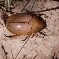 Anoplognathus sp. (genus) (Unidentified Christmas beetle) at Murrumbateman, NSW - 30 Nov 2023 by SimoneC