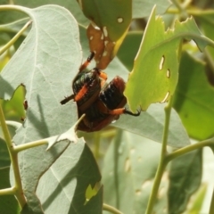 Anoplognathus sp. (genus) at Murrumbateman, NSW - 1 Dec 2023